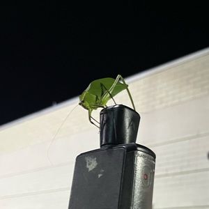 Meet your Posher, Lillian